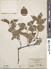 Viburnum recognitum image