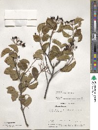 Viburnum recognitum image