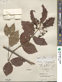 Viburnum dentatum image