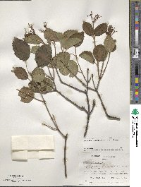 Viburnum dentatum image