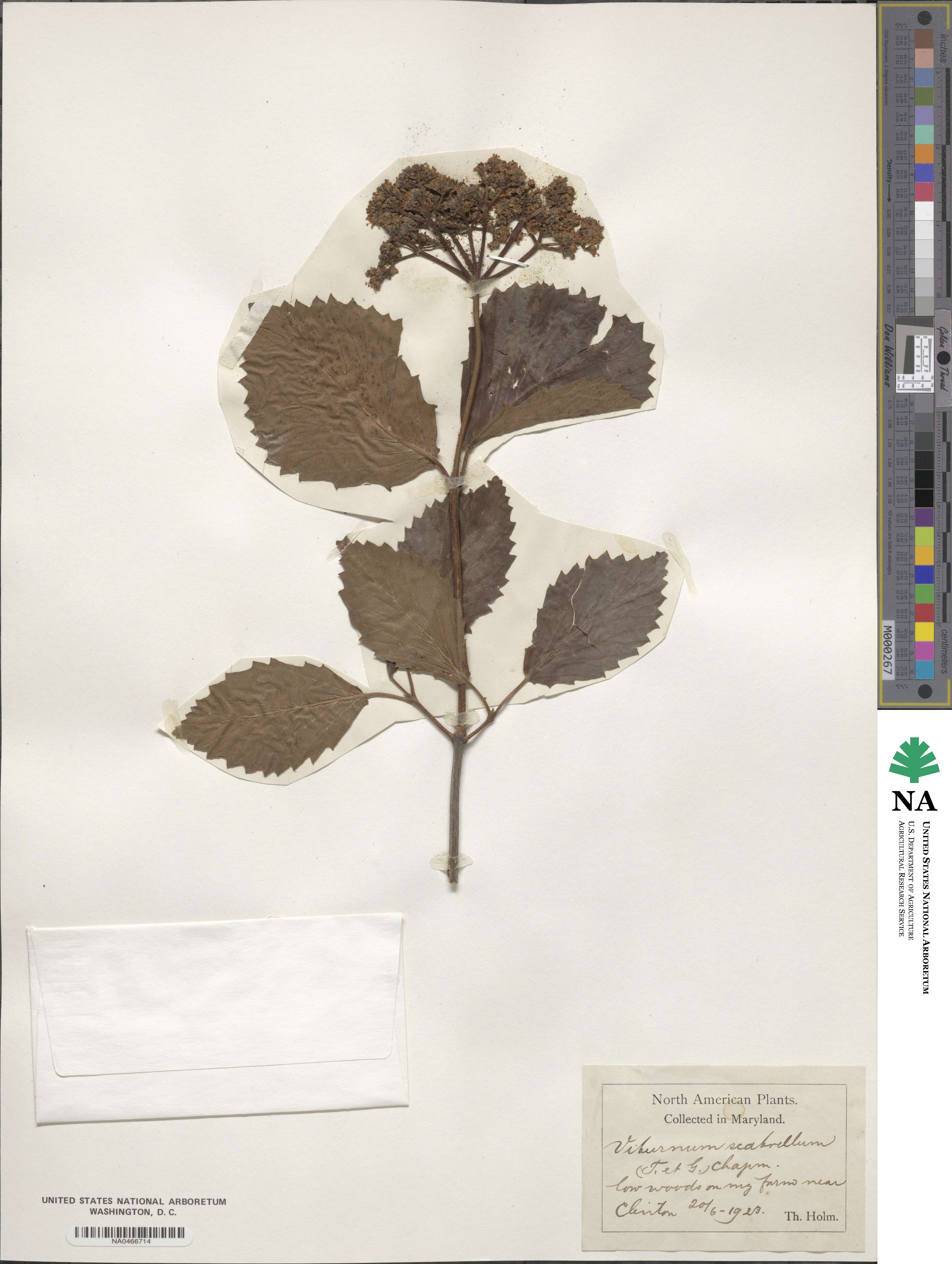 Viburnum dentatum image