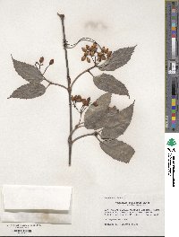 Viburnum setigerum image