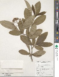 Viburnum sieboldii image