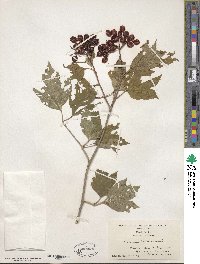 Viburnum opulus var. americanum image