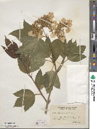 Viburnum opulus var. americanum image