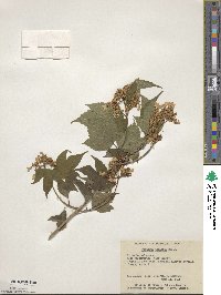 Viburnum opulus var. americanum image