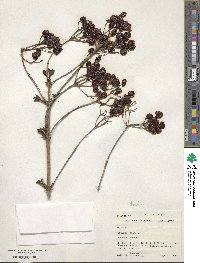 Viburnum opulus var. americanum image