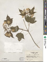 Viburnum opulus var. americanum image