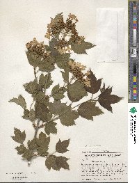 Viburnum opulus image