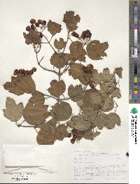 Viburnum opulus var. americanum image