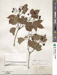 Viburnum opulus var. americanum image