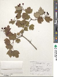 Viburnum opulus var. americanum image