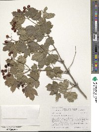 Viburnum opulus image