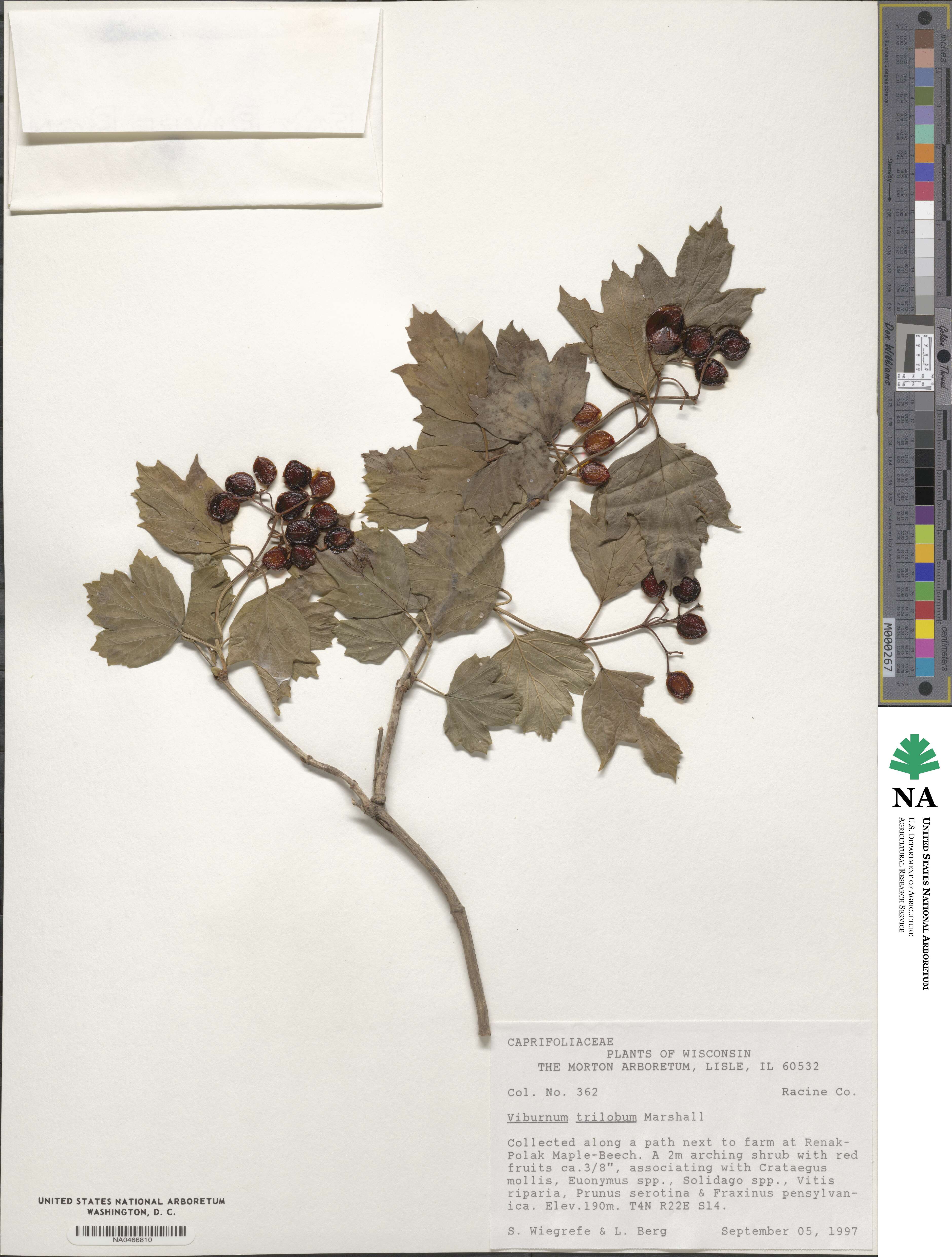 Viburnum opulus var. americanum image