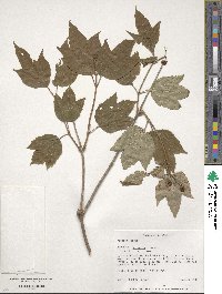 Viburnum opulus var. americanum image