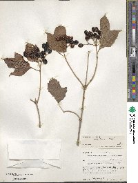 Viburnum opulus var. americanum image