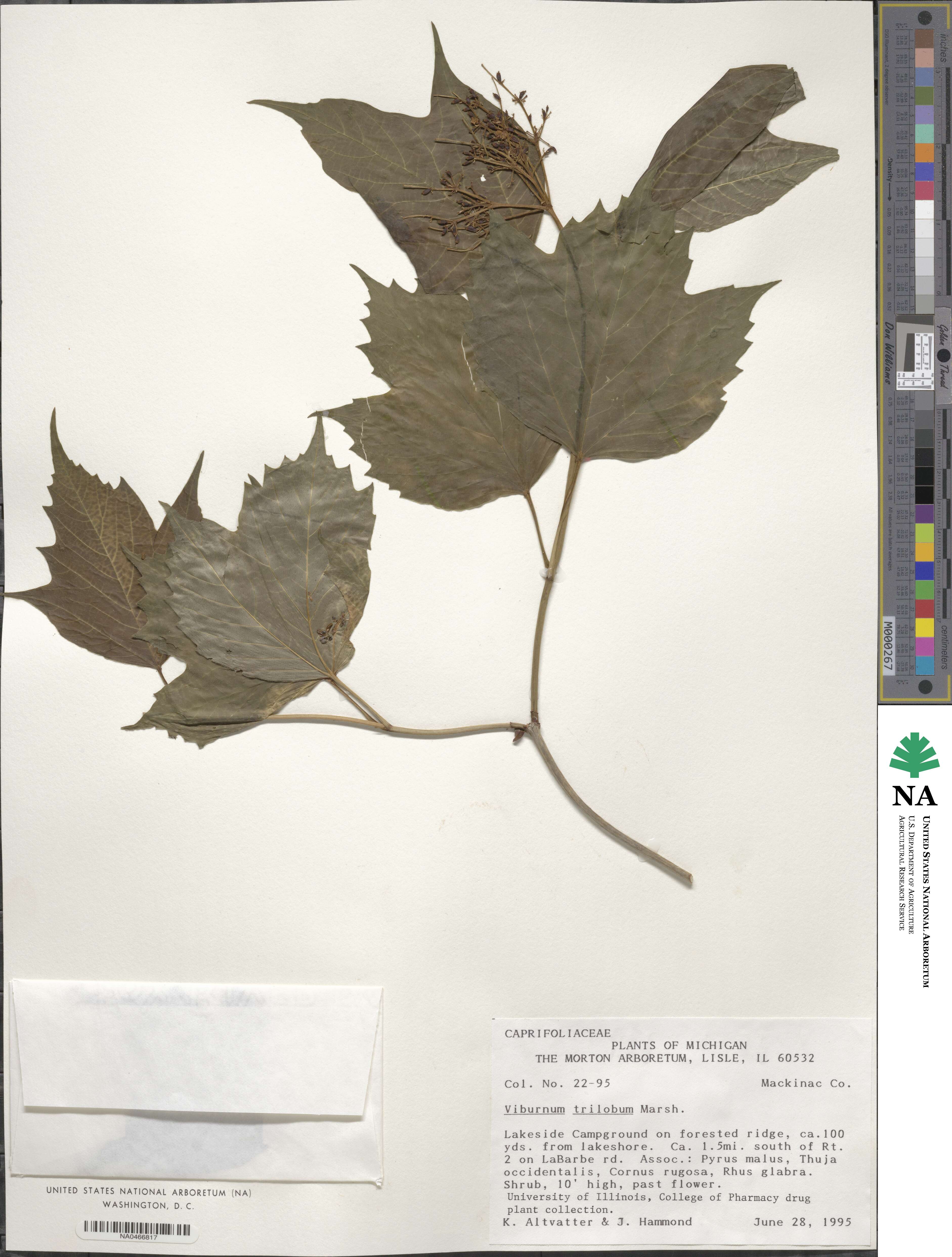 Viburnum opulus var. americanum image