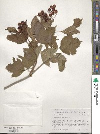 Viburnum opulus image