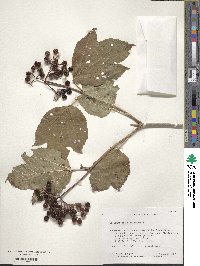 Viburnum opulus image