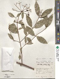 Viburnum ayavacense image