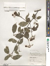 Image of Viburnum blandum