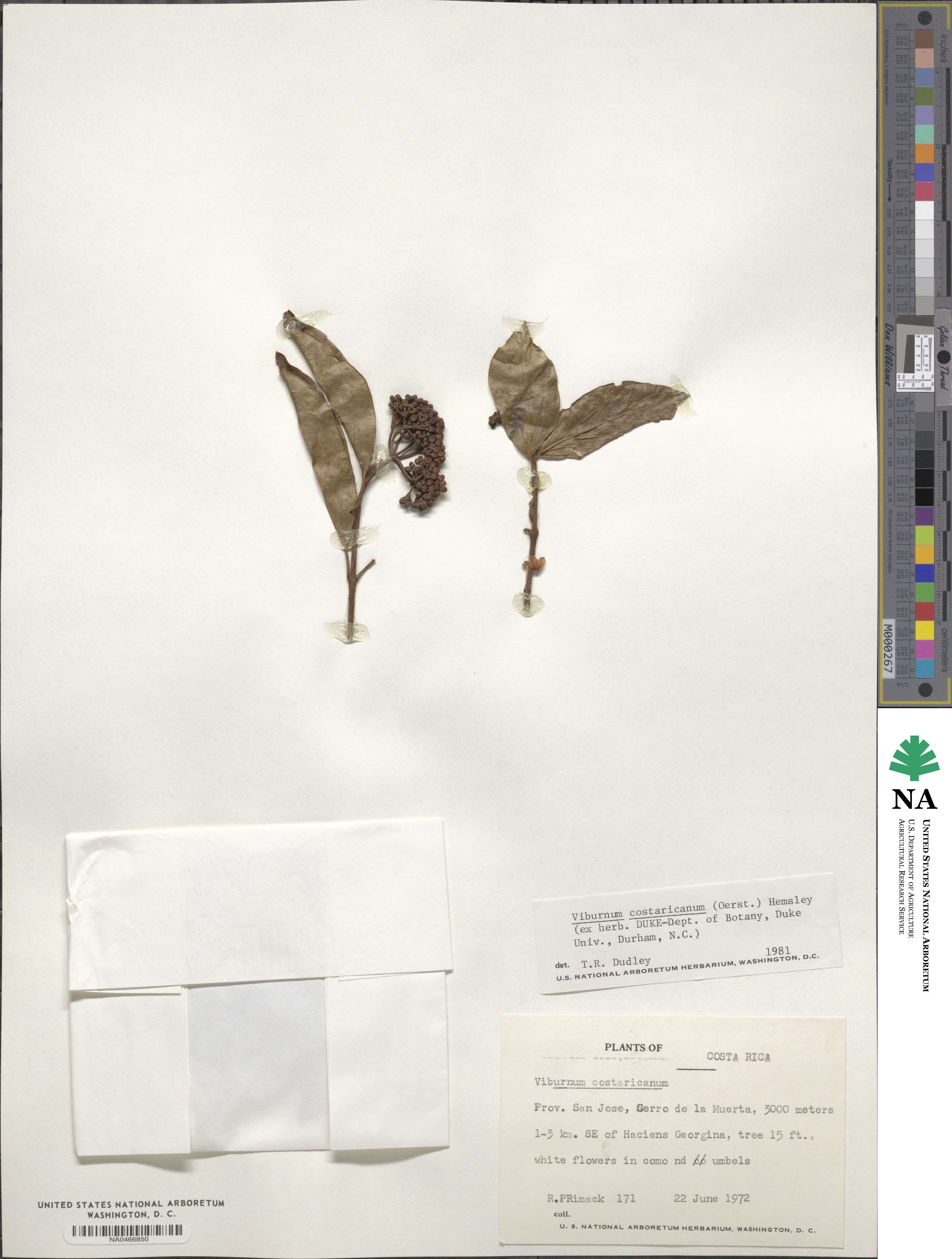 Viburnum costaricanum image