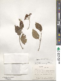 Viburnum costaricanum image