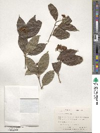 Viburnum costaricanum image