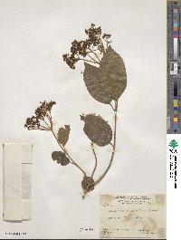 Viburnum costaricanum image