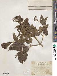 Viburnum costaricanum image