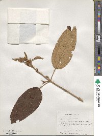 Image of Viburnum disjunctum