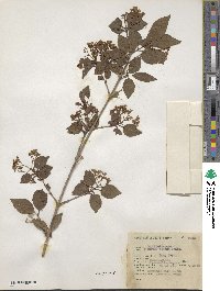 Viburnum elatum image