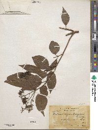 Viburnum hartwegii image