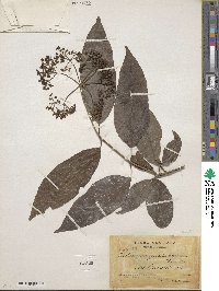 Viburnum hartwegii image