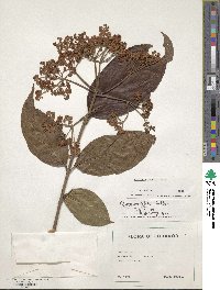 Viburnum jelskii image