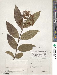 Viburnum jelskii image