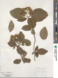 Viburnum lantana image