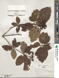 Viburnum lantana image