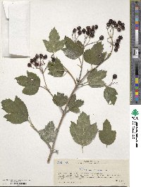 Viburnum opulus image