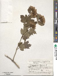 Viburnum opulus image