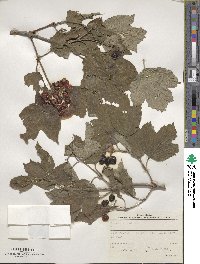 Viburnum opulus image