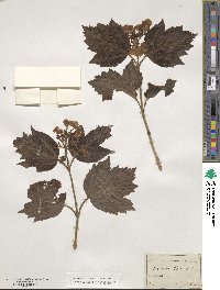 Viburnum opulus image