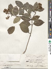 Viburnum tinus image