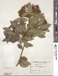 Viburnum tinus image