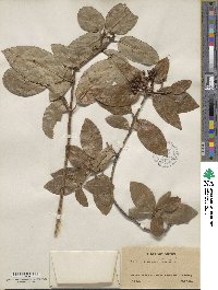 Viburnum tinus image