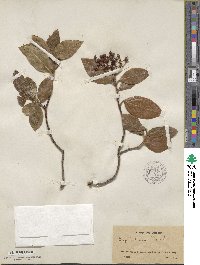 Viburnum tinus image