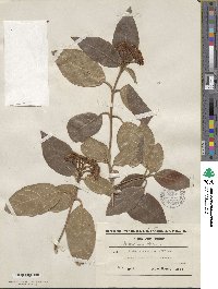 Viburnum tinus image