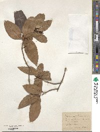 Viburnum tinus image