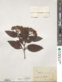 Viburnum tinus image