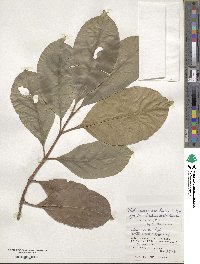 Viburnum odoratissimum image